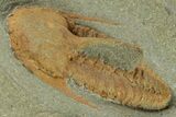 Cambrian Trilobite (Kingaspis) - Tinjdad, Morocco #229613-2